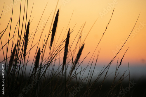 Gräser-Silhouette am Meer im abendlichen Himmel 