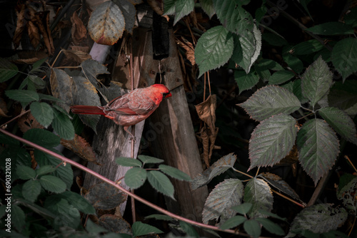 Red bird landing on old wood in vine bush