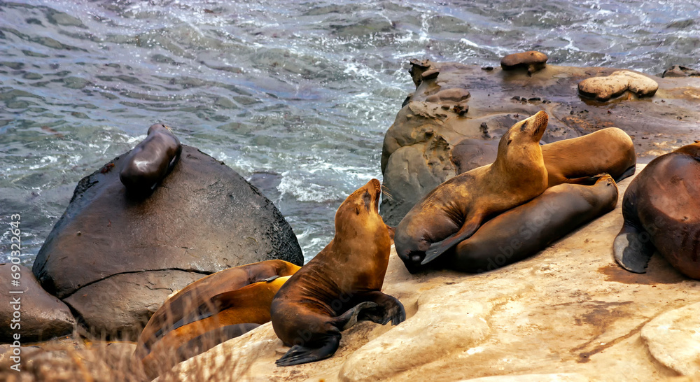 Fototapeta premium Californian sea lions on rocks.