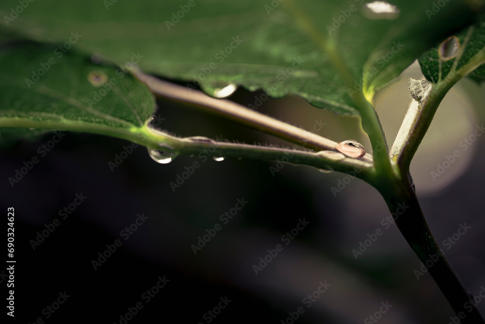 Rain falling on plant in Macro Rain falling on plant in Macro