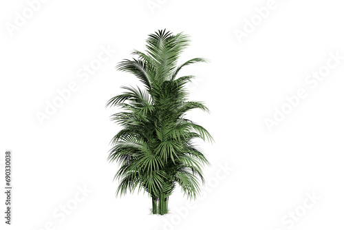 Cut out palm tree. Green tree isolated on background. 3d render