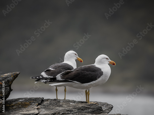 Seagulls perched on a rock