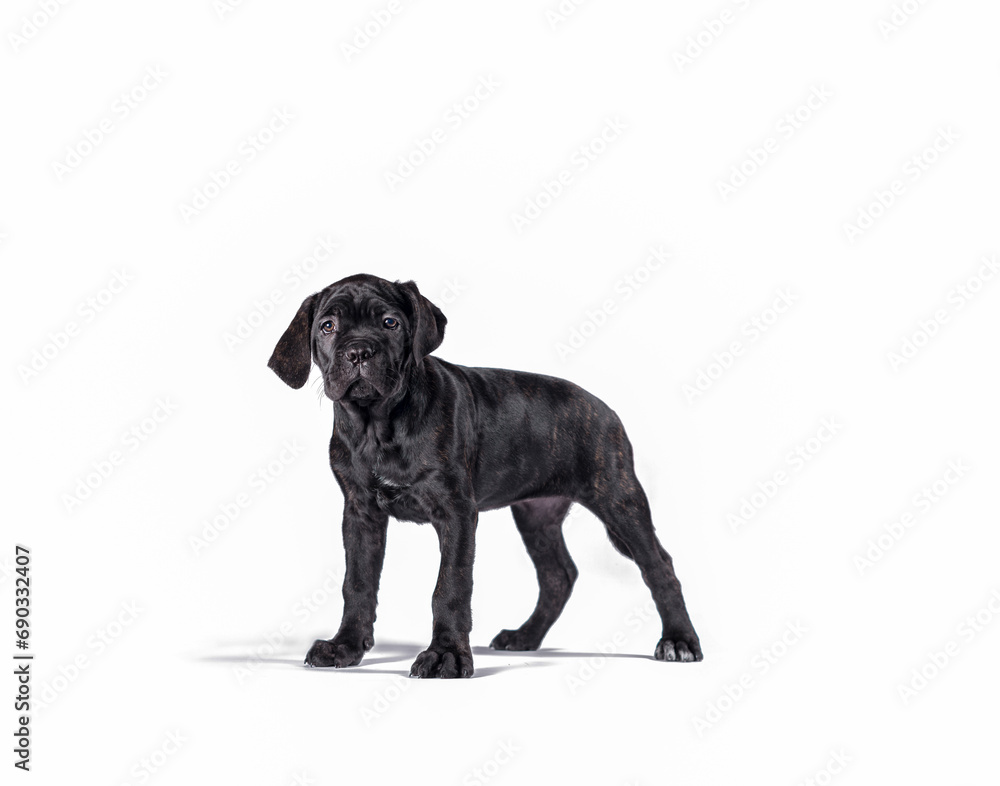 black cane corso puppy looking up on a white background