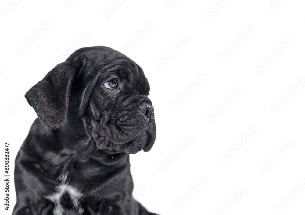 black cane corso puppy looking up on a white background