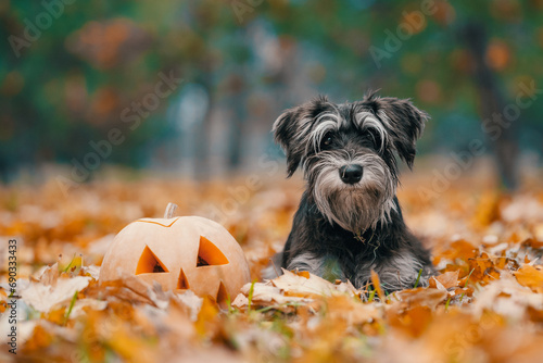 Cuadro en lienzo halloween pumpkin and miniature schnauzer dog lying in yellow autumn fallen leav