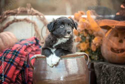 black and white border collie puppy sits in a clay pot on the background of Halloween decorations and pumpkins
