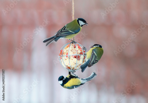 tit birds fly and sit on a feeder with nuts and seeds in the winter garden