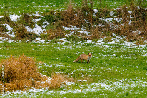 Winteraufnahme eines Fuchses in seinem Habitat