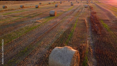 Many bales of wheat straw twisted into rolls with long shadows after wheat harvest lie on field during sunset sunrise. Flying over straw bales rolls on field. Aerial drone view. Agricultural landscape photo