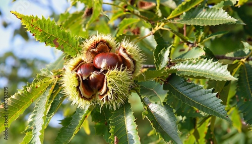 chestnuts on the tree weather ripening suitable as a background
