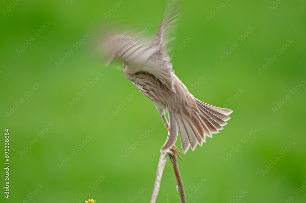 Corn bunting (Emberiza calandra) flying from a branch. Green blurred background. Corn bunting (Emberiza calandra) flying from a branch. Green blurred background.