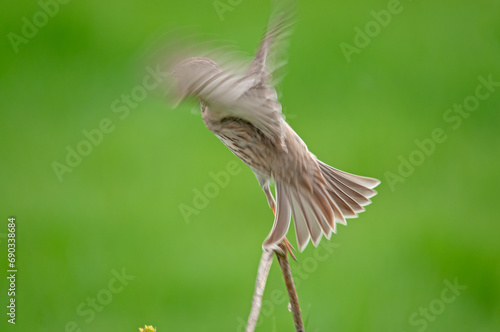 Corn bunting (Emberiza calandra) flying from a branch.  Green blurred background. photo