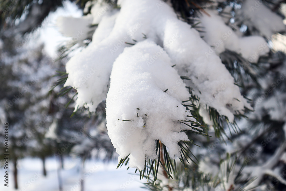 Pine branch covered with snow, close-up