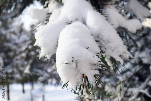 Pine branch covered with snow, close-up © MARYIA