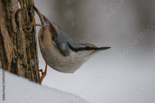 eurasian nuthatch on the tree photo