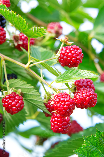 Red rasberries and the green leaves of the plant