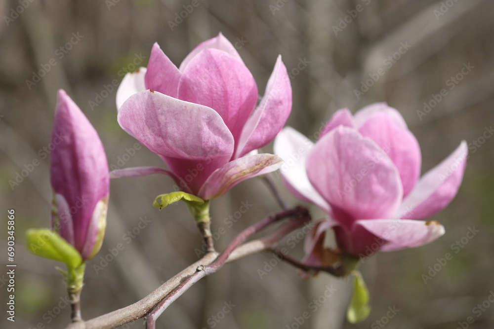 Two purple magnolia flowers on the background of gray branches. Two purple magnolia flowers on the background of gray branches.