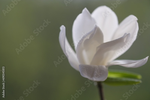 Fototapeta Naklejka Na Ścianę i Meble -  A white magnolia flower opened its fragile petals.