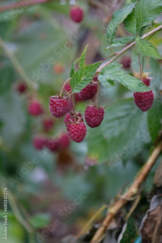 raspberries on a bush photo