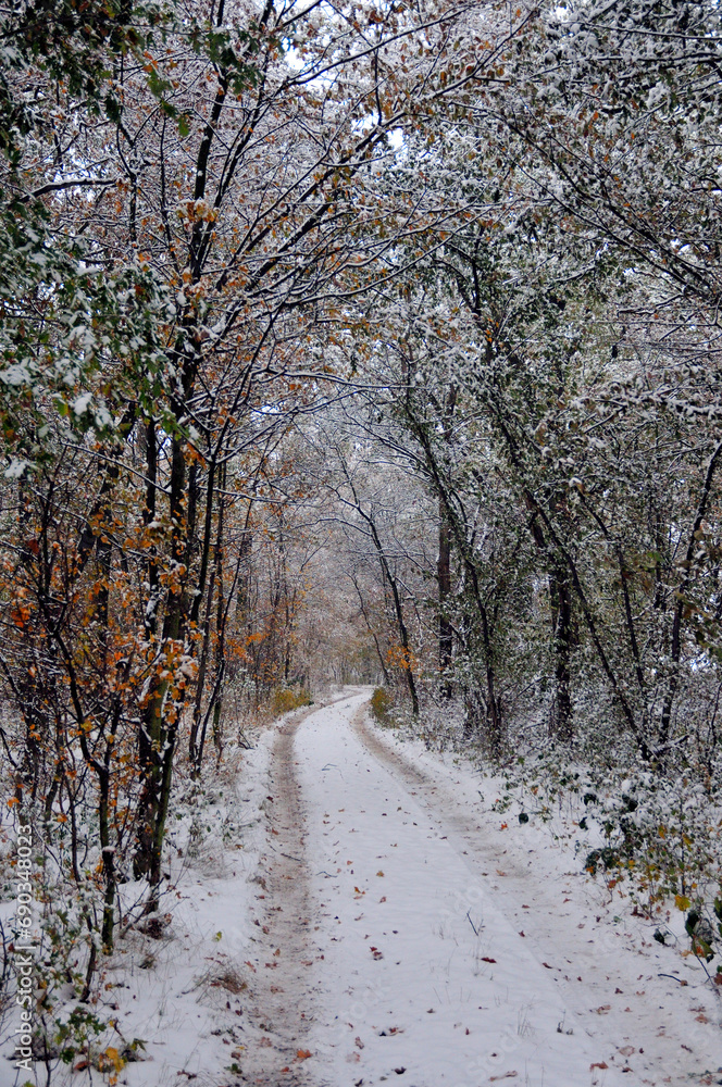 road in winter forest road in winter forest