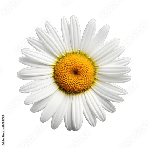 Daisy flower white isolated on transparent or white background  png