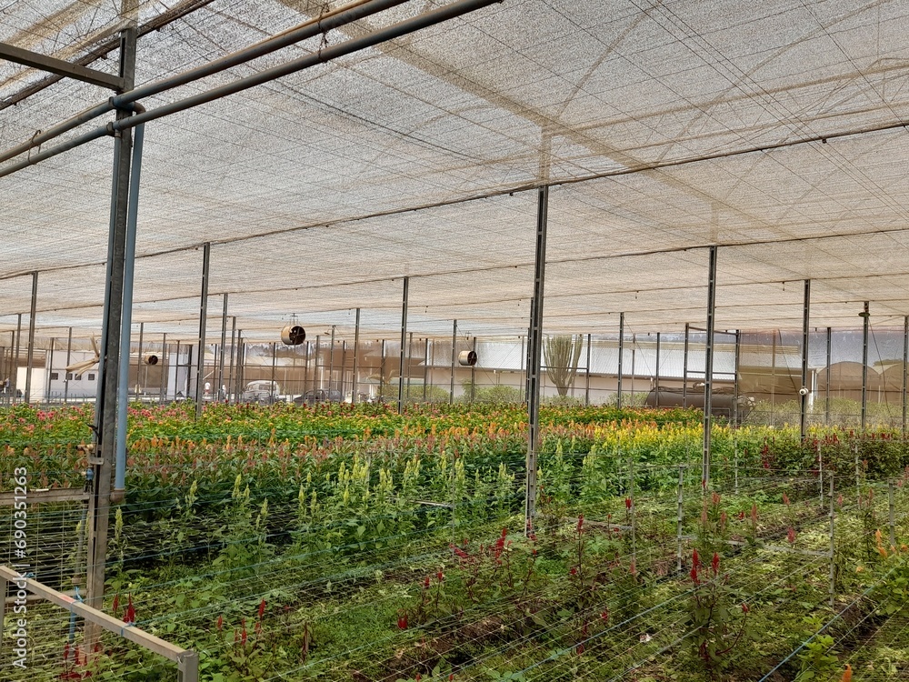 Fototapeta premium Visit to a cactus and succulent greenhouse