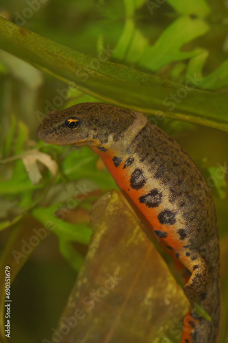 Colorful vertical closeup on a female small Portuguese Bosca newt, Lissotriton boscai photo