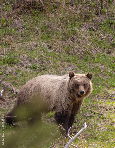 Grizzly Bear in Spring in Yellowstone National Park