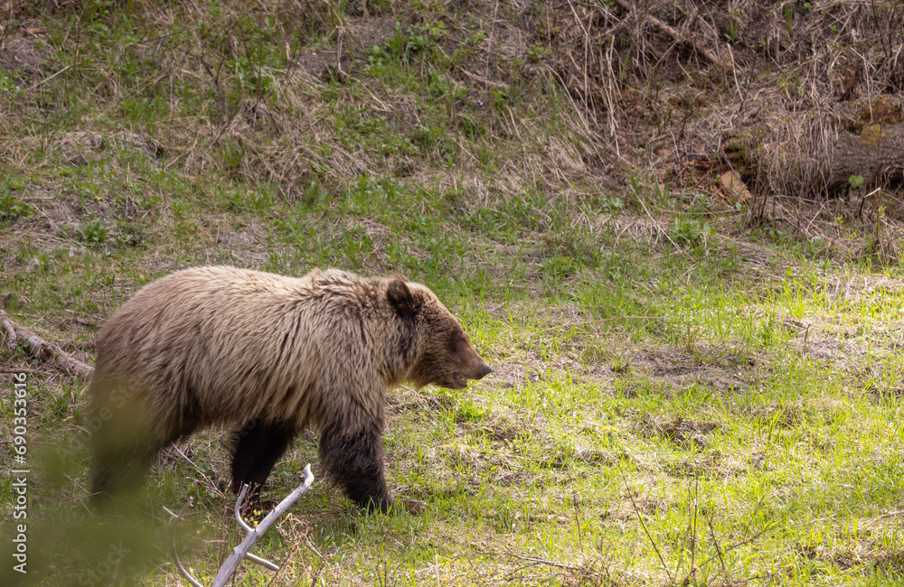 Grizzly Bear in Spring in Yellowstone National Park Grizzly Bear in Spring in Yellowstone National Park