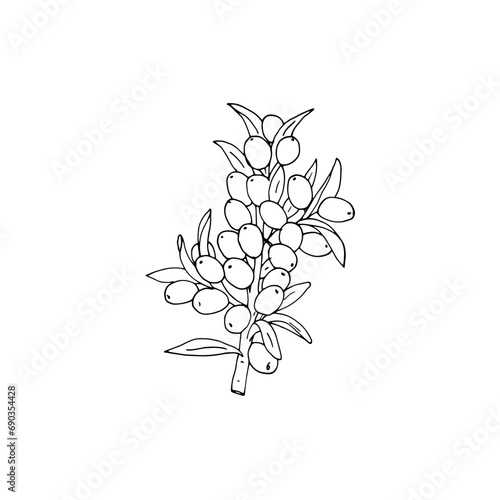 Sea buckthorn hand-drawn vector illustration. Branch with berries, and leaves. Simplified isolated vector illustration.