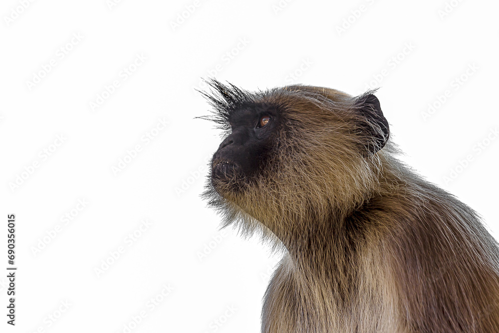 Fototapeta premium Close-up portrait of a gray langur looking up. Bengal sacred langur (Semnopithecus entellus, Northern plains gray) lives in the tropics in India. Wildlife, nature, animal, motherhood.