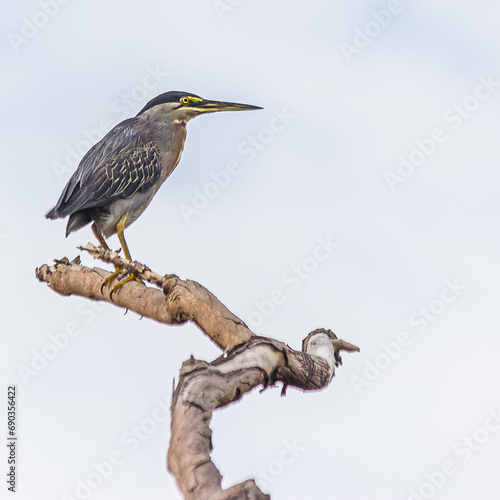 A small striped heron sits on a long dry branch against the sky. Striated, mangrove, little or green-backed heron (Butorides striata) is a small bird, living in forest and wetlands.