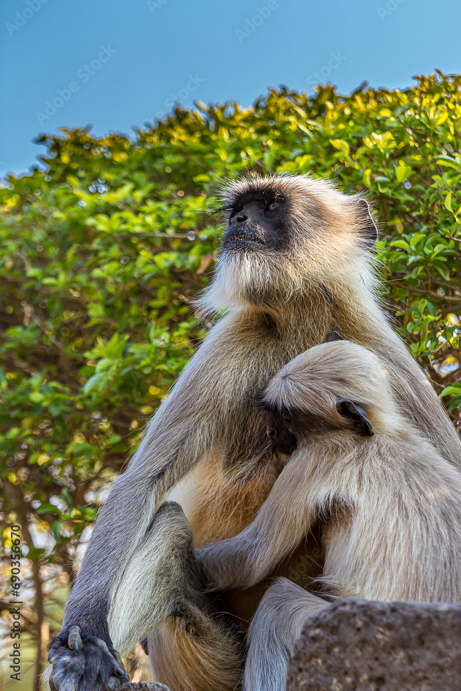 Obraz premium Little cute baby langur sucking mother's nipple. Bengal sacred langur (Semnopithecus entellus, Northern plains gray) lives in the tropics in India. Wildlife, nature, animal, motherhood.