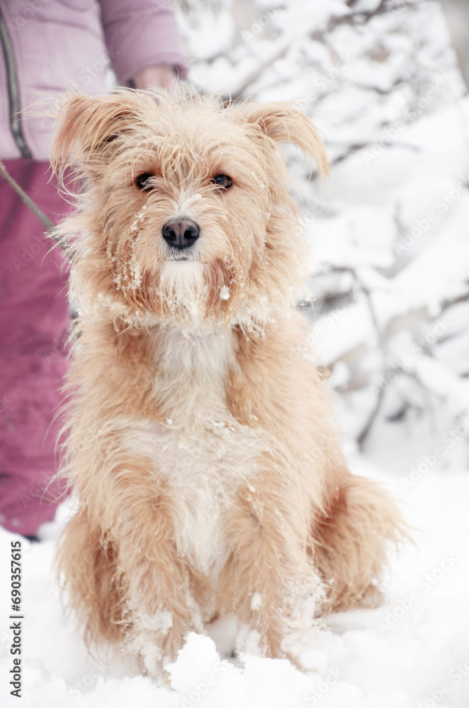 red shaggy dog sits in the snow. Dog on a leash red shaggy dog sits in the snow. Dog on a leash
