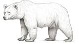 A drawing of a polar bear on a white background