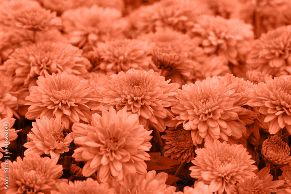 Chrysanthemums in Peach Fuzz color.