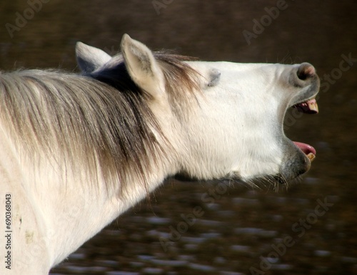 Fotografie Salt River Wild Horse Whinnying to Another
