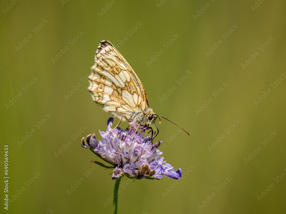 Marbled White Butterfly Feeding on Scabious