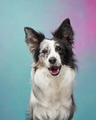 Acrylglasbilder Tierarzt Verspielter Border Collie im Studio  © Anna Averianova