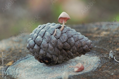 Ein kleiner Pilz wächst aus einem Kiefernzapfen photo