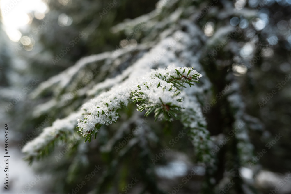 Enchanting Silence: Snow-Clad Firs of Pokainu Mezs, Dobele Enchanting Silence: Snow-Clad Firs of Pokainu Mezs, Dobele