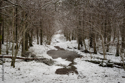 Whispers of Winter: Serene Pathways Through Pokainu Mezs, Dobele, Latvija photo