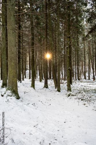 Sunlit Serenity: Snowy Woodlands in Pokainu Mezs, Dobele, Latvija photo