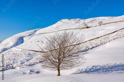 snow covered trees, Cantabria photo