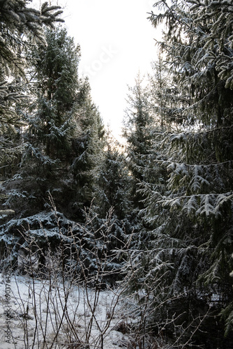 Enchanted Pathways: Discovering the Serene Beauty of Pokainu Mezs, Dobele, Latvija's Snowy Fir Forest photo