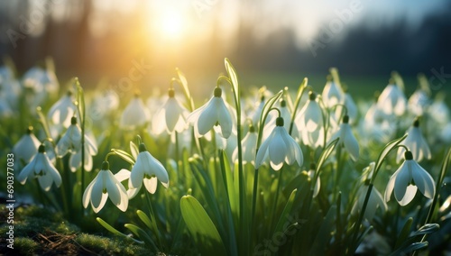 white snowdrops are growing on a green field