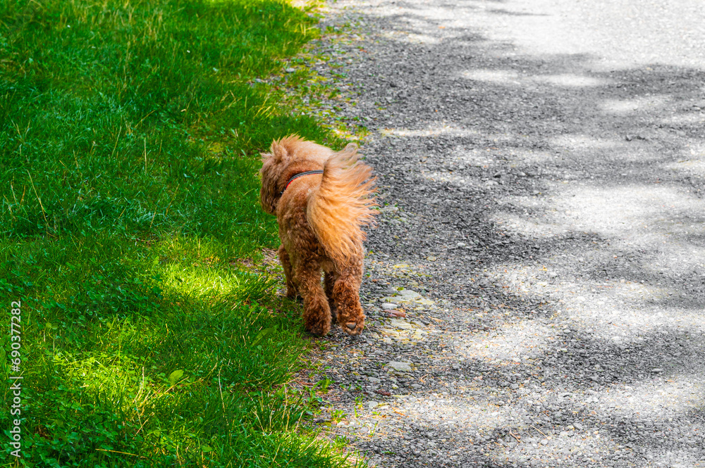 Fototapeta premium red poodle walks without a leash