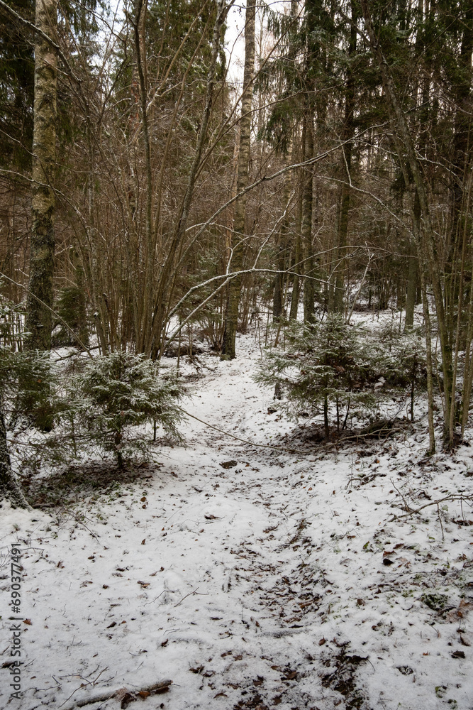 Frosty Tranquility: A Snowy Journey Through the Forests of Pokainu Mezs Frosty Tranquility: A Snowy Journey Through the Forests of Pokainu Mezs