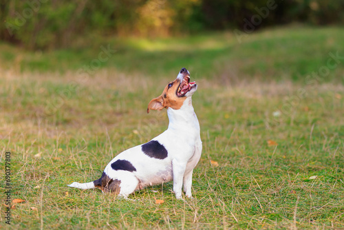 Fototapeta Naklejka Na Ścianę i Meble -  A cute Jack Russell Terrier dog is training in nature. Pet portrait with selective focus