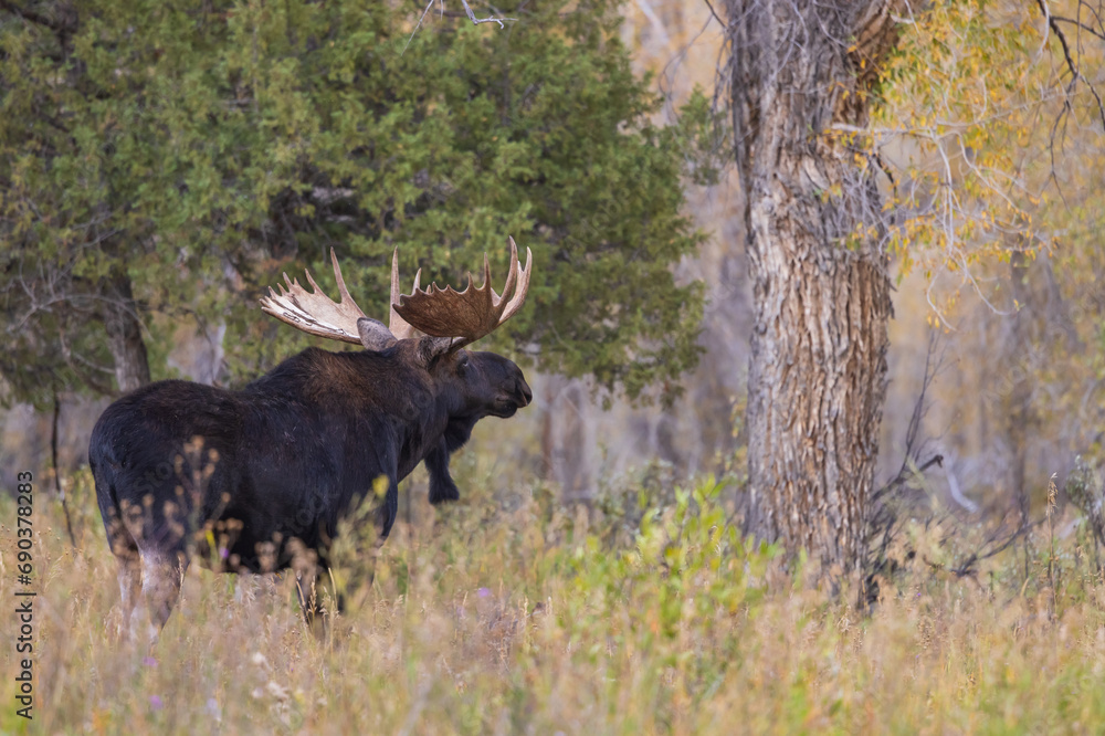 Bull Moose During the Fall Rut in Wyoming Bull Moose During the Fall Rut in Wyoming